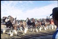 1980 Budweiser horses F'ville 09.jpg